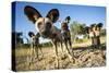 Wild Dogs, Moremi Game Reserve, Botswana-Paul Souders-Stretched Canvas