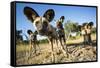 Wild Dogs, Moremi Game Reserve, Botswana-Paul Souders-Framed Stretched Canvas