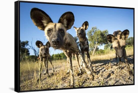 Wild Dogs, Moremi Game Reserve, Botswana-Paul Souders-Framed Stretched Canvas