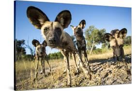 Wild Dogs, Moremi Game Reserve, Botswana-Paul Souders-Stretched Canvas