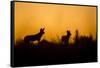 Wild Dogs, Moremi Game Reserve, Botswana-Paul Souders-Framed Stretched Canvas