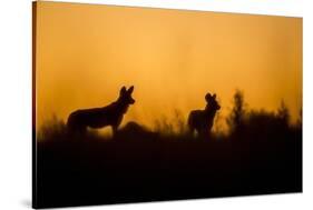 Wild Dogs, Moremi Game Reserve, Botswana-Paul Souders-Stretched Canvas