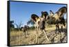 Wild Dogs, Moremi Game Reserve, Botswana-Paul Souders-Framed Stretched Canvas