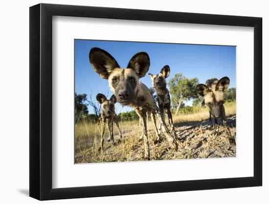 Wild Dogs, Moremi Game Reserve, Botswana-Paul Souders-Framed Premium Photographic Print