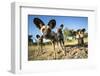 Wild Dogs, Moremi Game Reserve, Botswana-Paul Souders-Framed Premium Photographic Print