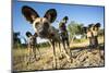 Wild Dogs, Moremi Game Reserve, Botswana-Paul Souders-Mounted Premium Photographic Print