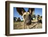 Wild Dogs, Moremi Game Reserve, Botswana-Paul Souders-Framed Photographic Print