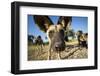 Wild Dogs, Moremi Game Reserve, Botswana-Paul Souders-Framed Photographic Print