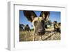 Wild Dogs, Moremi Game Reserve, Botswana-Paul Souders-Framed Photographic Print