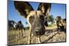 Wild Dogs, Moremi Game Reserve, Botswana-Paul Souders-Mounted Photographic Print