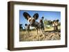 Wild Dogs, Moremi Game Reserve, Botswana-Paul Souders-Framed Photographic Print