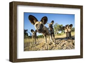 Wild Dogs, Moremi Game Reserve, Botswana-Paul Souders-Framed Photographic Print