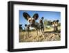 Wild Dogs, Moremi Game Reserve, Botswana-Paul Souders-Framed Photographic Print