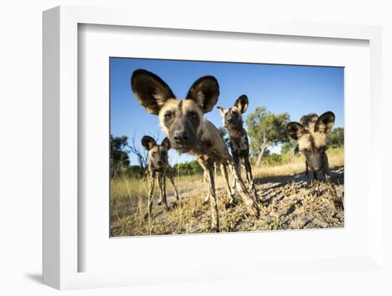 Wild Dogs, Moremi Game Reserve, Botswana-Paul Souders-Framed Photographic Print