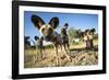 Wild Dogs, Moremi Game Reserve, Botswana-Paul Souders-Framed Photographic Print