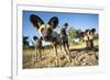 Wild Dogs, Moremi Game Reserve, Botswana-Paul Souders-Framed Photographic Print