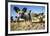 Wild Dogs, Moremi Game Reserve, Botswana-Paul Souders-Framed Photographic Print