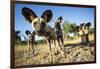 Wild Dogs, Moremi Game Reserve, Botswana-Paul Souders-Framed Photographic Print