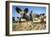 Wild Dogs, Moremi Game Reserve, Botswana-Paul Souders-Framed Photographic Print