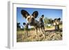 Wild Dogs, Moremi Game Reserve, Botswana-Paul Souders-Framed Photographic Print