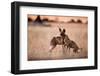 Wild Dogs, Moremi Game Reserve, Botswana-Paul Souders-Framed Photographic Print