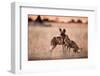 Wild Dogs, Moremi Game Reserve, Botswana-Paul Souders-Framed Photographic Print