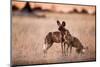 Wild Dogs, Moremi Game Reserve, Botswana-Paul Souders-Mounted Photographic Print