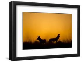 Wild Dogs, Moremi Game Reserve, Botswana-Paul Souders-Framed Photographic Print