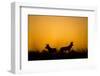 Wild Dogs, Moremi Game Reserve, Botswana-Paul Souders-Framed Photographic Print