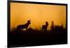 Wild Dogs, Moremi Game Reserve, Botswana-Paul Souders-Framed Photographic Print