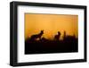 Wild Dogs, Moremi Game Reserve, Botswana-Paul Souders-Framed Photographic Print