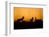 Wild Dogs, Moremi Game Reserve, Botswana-Paul Souders-Framed Photographic Print