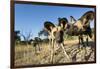 Wild Dogs, Moremi Game Reserve, Botswana-Paul Souders-Framed Photographic Print