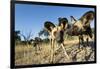 Wild Dogs, Moremi Game Reserve, Botswana-Paul Souders-Framed Photographic Print