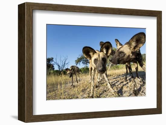 Wild Dogs, Moremi Game Reserve, Botswana-Paul Souders-Framed Photographic Print