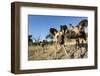 Wild Dogs, Moremi Game Reserve, Botswana-Paul Souders-Framed Photographic Print