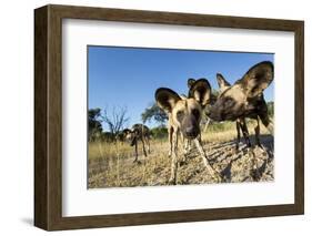 Wild Dogs, Moremi Game Reserve, Botswana-Paul Souders-Framed Photographic Print