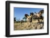 Wild Dogs, Moremi Game Reserve, Botswana-Paul Souders-Framed Photographic Print