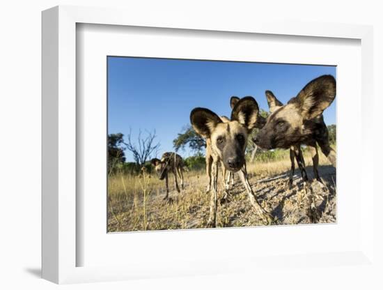 Wild Dogs, Moremi Game Reserve, Botswana-Paul Souders-Framed Photographic Print