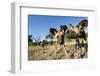 Wild Dogs, Moremi Game Reserve, Botswana-Paul Souders-Framed Photographic Print