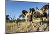 Wild Dogs, Moremi Game Reserve, Botswana-Paul Souders-Mounted Photographic Print