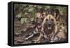 Wild Dogs-DLILLC-Framed Stretched Canvas