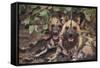 Wild Dogs-DLILLC-Framed Stretched Canvas