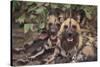 Wild Dogs-DLILLC-Stretched Canvas