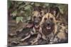 Wild Dogs-DLILLC-Mounted Premium Photographic Print