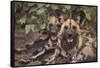 Wild Dogs-DLILLC-Framed Stretched Canvas
