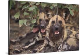 Wild Dogs-DLILLC-Stretched Canvas