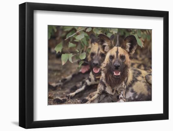 Wild Dogs-DLILLC-Framed Premium Photographic Print