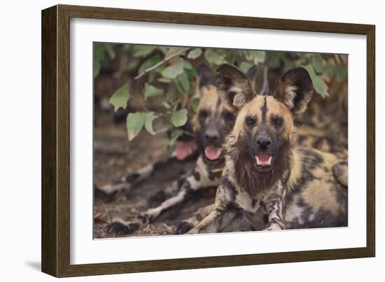 Wild Dogs-DLILLC-Framed Photographic Print