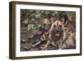 Wild Dogs-DLILLC-Framed Photographic Print